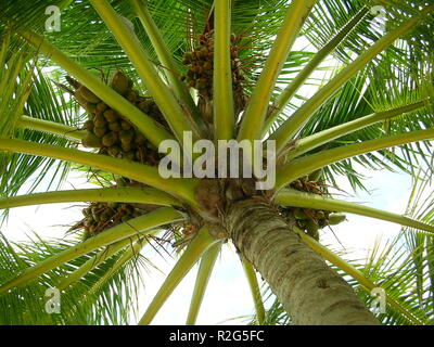 Coco Foto Stock