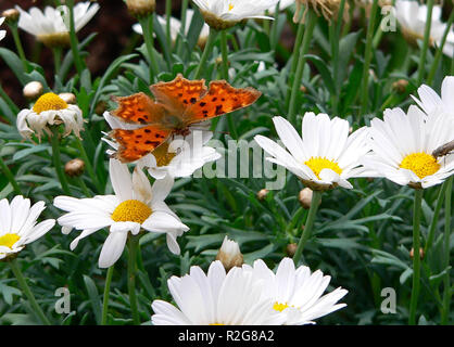 Nel mese di aprile Foto Stock