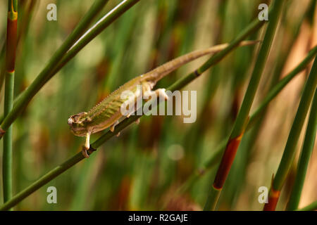 Cape Dwarf camaleonte nella lavanda Foto Stock