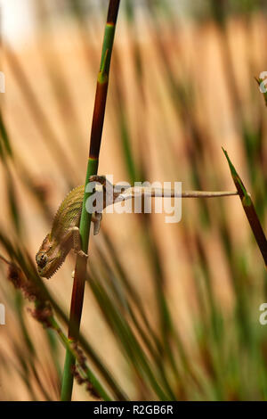 Cape Dwarf camaleonte nella lavanda Foto Stock