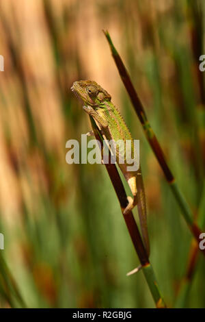 Cape Dwarf camaleonte nella lavanda Foto Stock