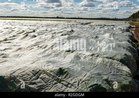 Svedese colture sotto il vello Foto Stock