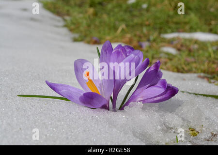 Molla di selvatico zafferano fiori che crescono nel fondere la neve e il verde prato in background, all'inizio della primavera giornata soleggiata sulla Goc mountain, Serbia Foto Stock