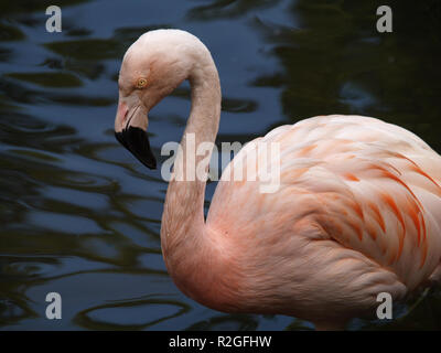 Flamingo Foto Stock