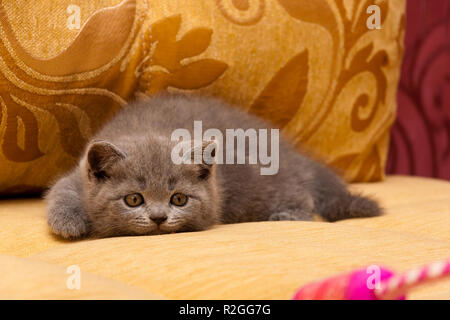 Giocoso little blue British gattino è a caccia di un giocattolo sdraiato sul lettino ottenere pronto per saltare Foto Stock