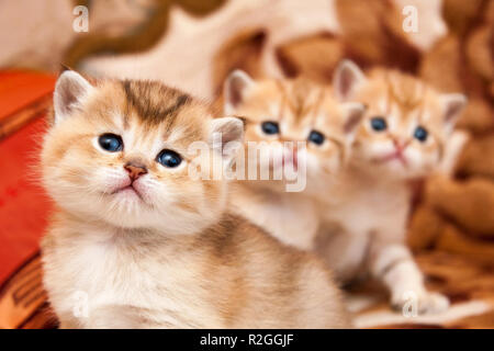 Tre graziosi Golden British gattini sedere uno dopo l'altro e guardare la fotocamera con interesse Foto Stock