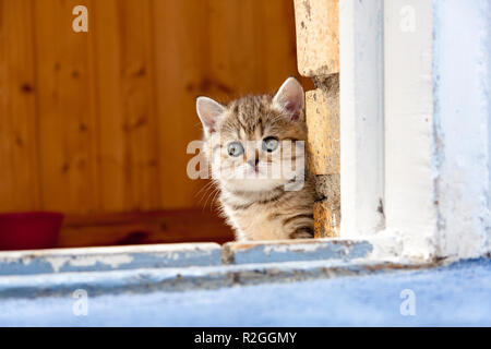 Carino lonely little brown British gattino seduto alla porta di un muro di mattoni e guarda nella telecamera Foto Stock