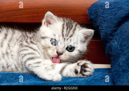 Poco tabby grigio-bianco carino gattino sdraiato sul lettino e lecca il suo piede linguetta rosa guardando la telecamera Foto Stock