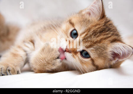 Ritratto di un Golden gattino che giace su uno sfondo chiaro e lambisce la linguetta paw guardando la telecamera Foto Stock