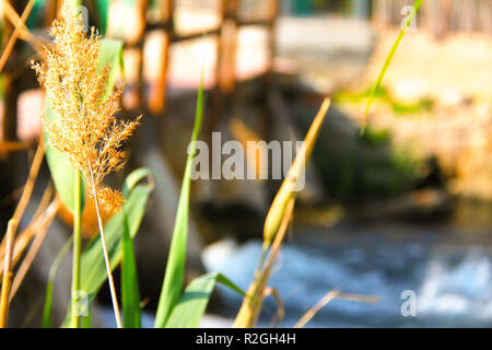 Foglie con un fiume in background nel Pego-Oliva Marjal wetland natura park Foto Stock