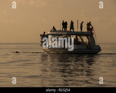 Tramonto crociera di osservazione dei delfini da Meeru Island, Maldive Foto Stock