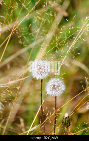 Giro perfetto tarassaco blowball fotografato su Elfer montagna, la Valle dello Stubai in Tirolo, Austria nel mese di settembre Foto Stock