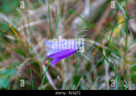 Harebell comune (Campanula rotundifolia) fiori. Noto in alcune aree come la ferrovia Bluebell. Questo fiore è di solito si trova su di un piano elevato e ben drenati Foto Stock