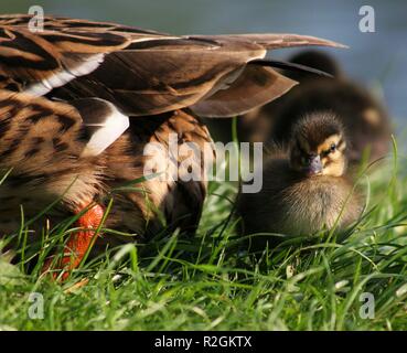 Nella scia della madre .... Foto Stock