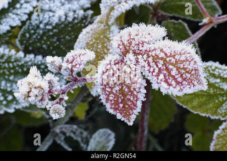 Foglie con fiori di ghiaccio Foto Stock