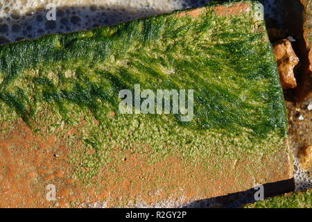 Rosso mattone erose dall'epoca coloniale e parzialmente coperto con le alghe verdi Foto Stock