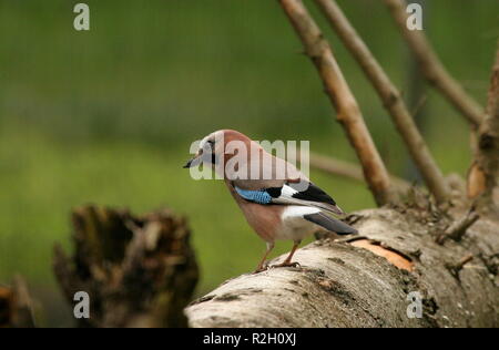 Jay Foto Stock