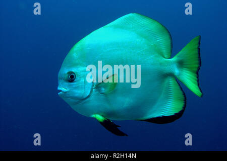 Batfish orbicular Foto Stock