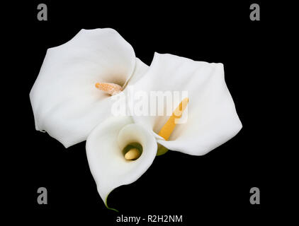 Calla Foto Stock