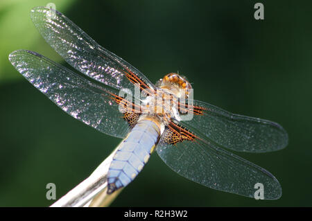 Plattbauchlibelle Foto Stock