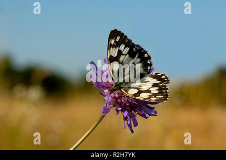 scacchiera Foto Stock