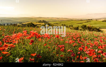 Il papavero di campo dei fiori in un bellissimo paesaggio paesaggio della Toscana in Italia, Podere Belvedere in Val d Orcia Regione - destinazione di viaggio in Europa Foto Stock