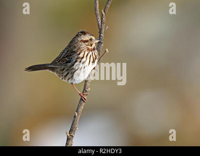 Song Sparrow appollaiato sul ramo Foto Stock