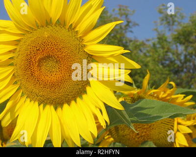 Girasole Foto Stock