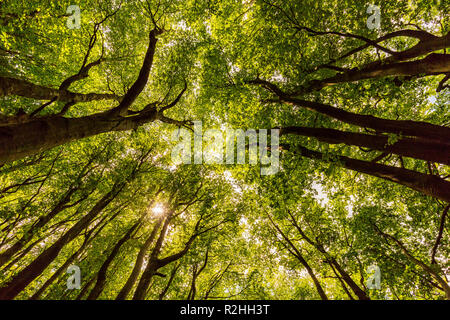 Alti alberi nella foresta vista dal basso verso l'alto Foto Stock