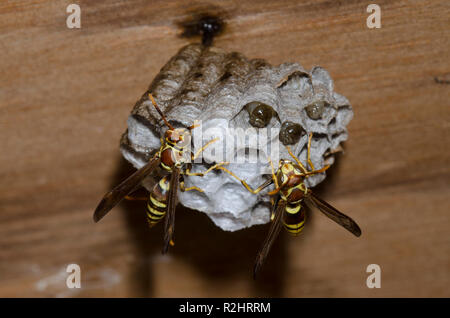 Carta Vespe Polistes exclamans, sul nido Foto Stock