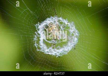 Fiancheggiata Orbweaver, Mangora gibberosa, seduto al centro del web con stabilimentum Foto Stock