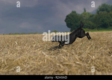 La caccia è divertente Foto Stock