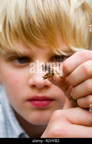 Il hornissenhypnotiseur Foto Stock