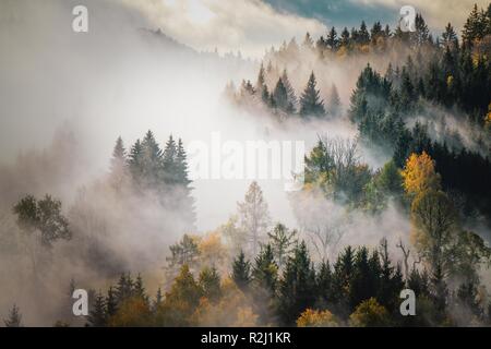Foresta di autunno nella nebbia, Monte Gaisberg, Salisburgo, Austria Foto Stock