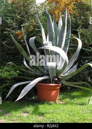 Giant aloe vera Foto Stock