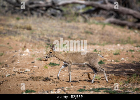 Cefalofo comune femmina passeggiate nel parco nazionale di Kruger, Sud Africa ; Specie Sylvicapra grimmia famiglia dei bovidi Foto Stock