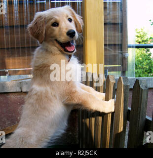 Cucciolo di cane u200BU200beyes Foto Stock