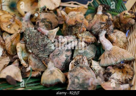 I funghi in vendita in un mercato Foto Stock