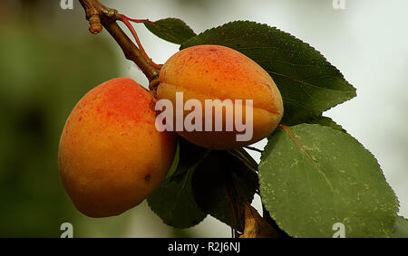 Tempo di albicocche Foto Stock