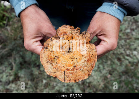 Primo piano di un giovane uomo caucasico con un raccolto di fresco di pino rosso a fungo, noto anche come zafferano latte-cap, nelle sue mani su una foresta Foto Stock