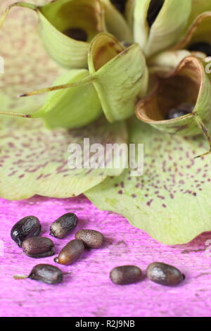 Helleborus x hybridus. Veratro raccolta di seme da baccelli rigonfiata Foto Stock