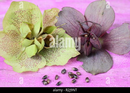 Helleborus x hybridus. Veratro raccolta di seme da baccelli rigonfiata Foto Stock