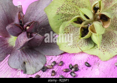 Helleborus x hybridus. Veratro raccolta di seme da baccelli rigonfiata Foto Stock