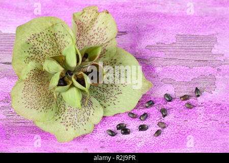 Helleborus x hybridus. Veratro raccolta di seme da baccelli rigonfiata Foto Stock