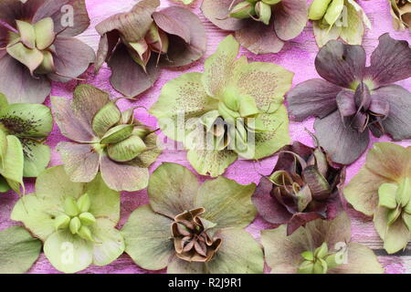 Helleborus x hybridus. Veratro raccolta di seme da baccelli rigonfiata Foto Stock