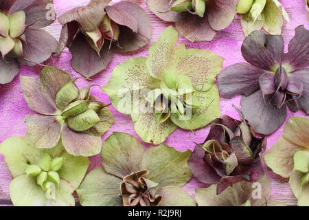 Helleborus x hybridus. Veratro raccolta di seme da baccelli rigonfiata Foto Stock