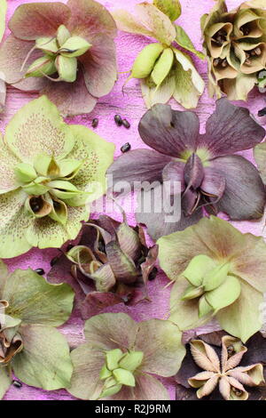 Helleborus x hybridus. Veratro raccolta di seme da baccelli rigonfiata Foto Stock