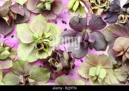 Helleborus x hybridus. Veratro raccolta di seme da baccelli rigonfiata Foto Stock