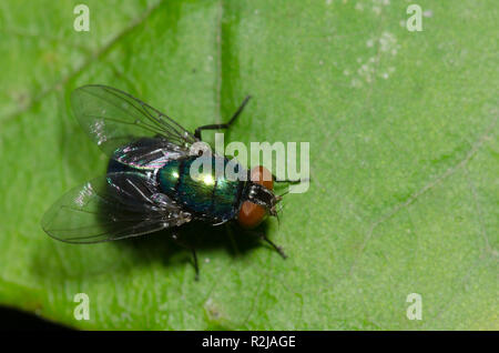 Soffiare Fly, Lucilia sp., femmina Foto Stock