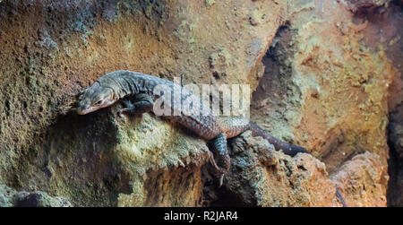 Big storr monitor lizard un terrario tropicale animale che vive in australia Foto Stock